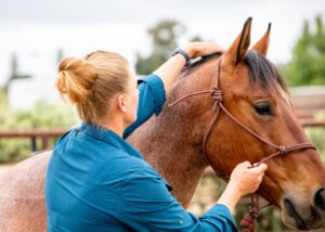 how-to-support-your-horse-after-a-bodywork-session