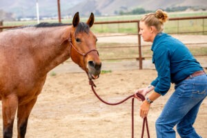 is-bodywork-right-for-my-horse-right-now