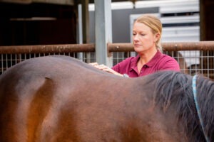 what-happens-during-an-equine-bodywork-session